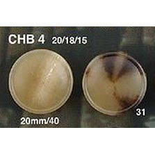 CHB4 Back foot Buffalo style Yuria button