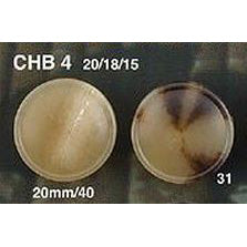 CHB4 裏足 水牛調 ユリアボタン